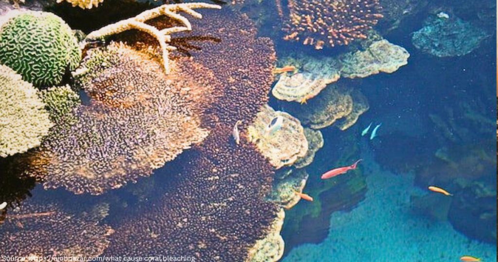 beautiful corals under water with tiny fish