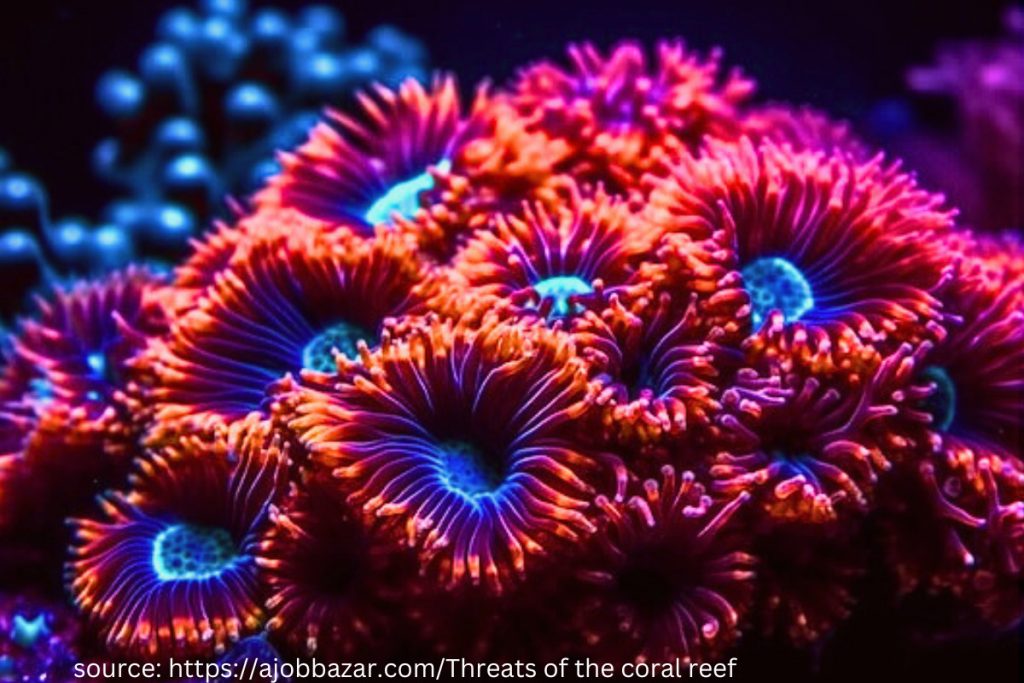 beautiful coral 