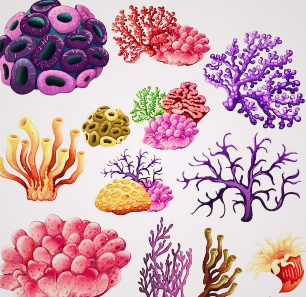 calcium coral