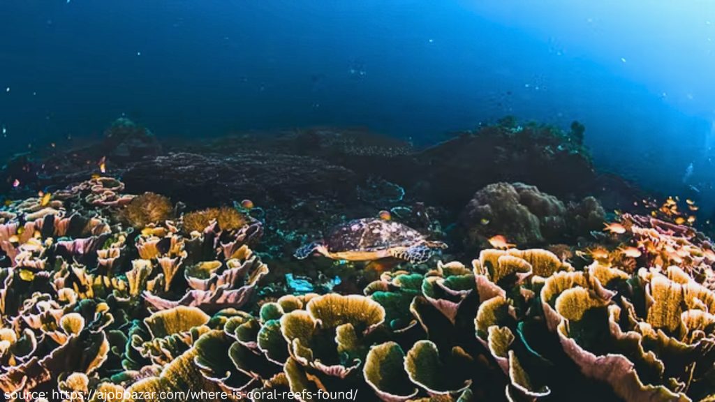 where is coral reefs found