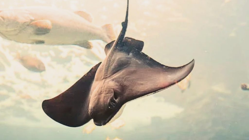 diving manta ray