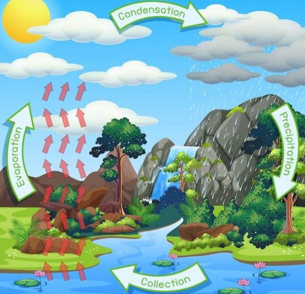 ecosystem process