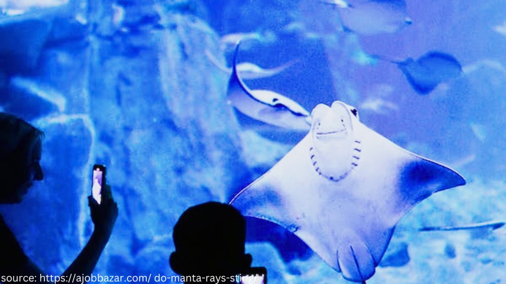 friendly manta ray