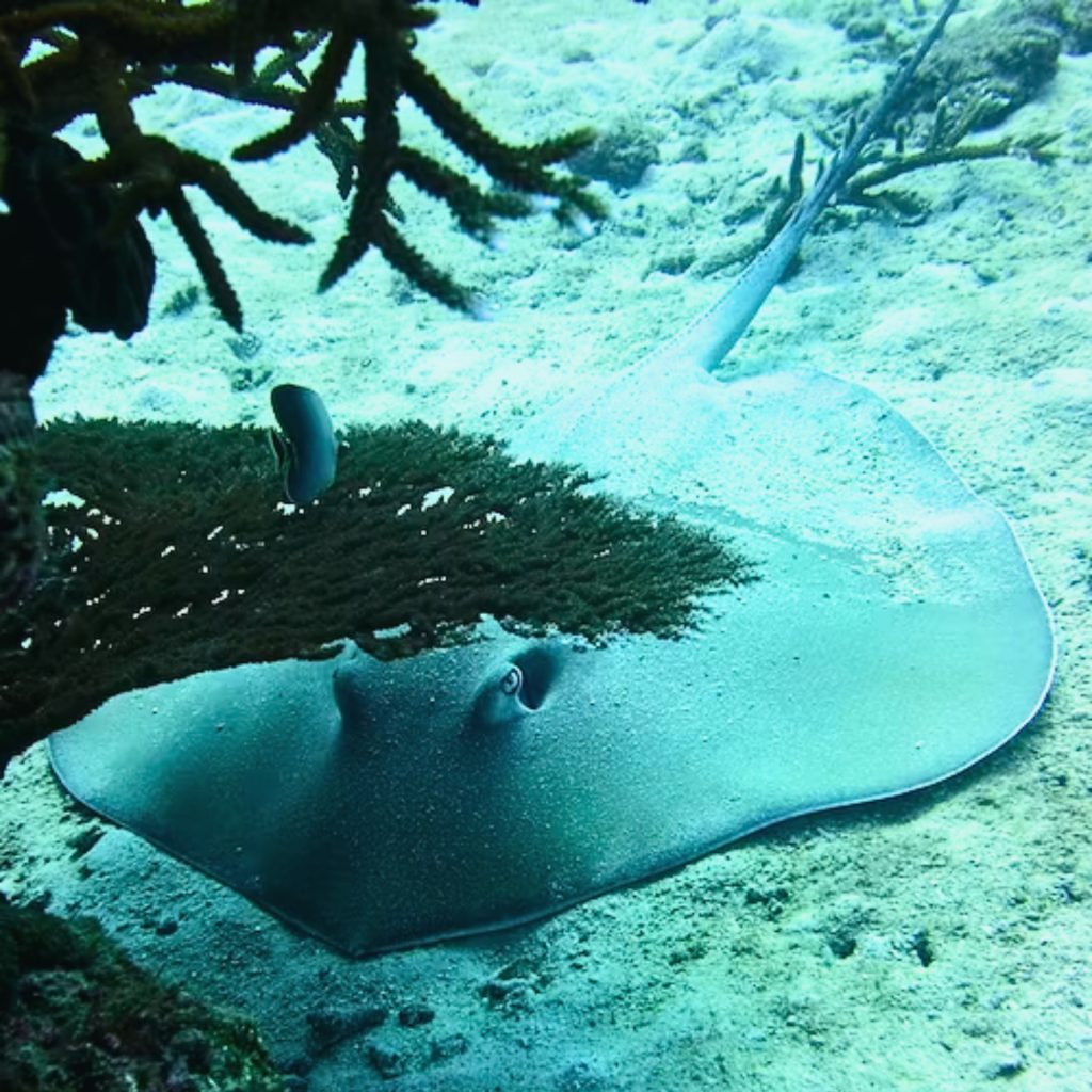 Gray sea manta ray underwater