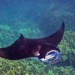nighttime manta ray snorkeling kona