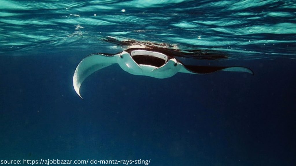 manta rays sting