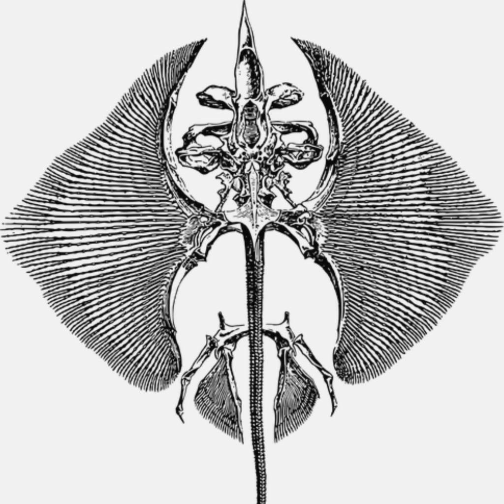 Manta ray skeleton