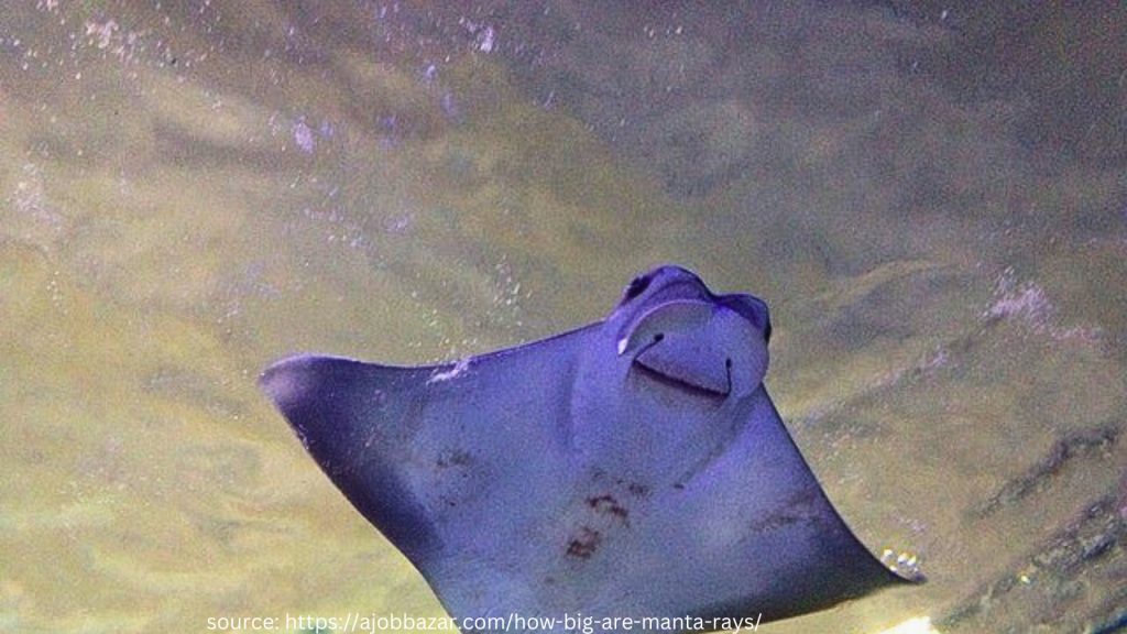 manta ray in the ocean