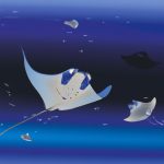 difference between manta rays and stingrays