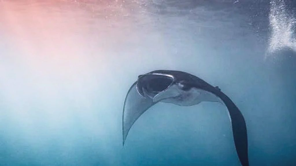nighttime manta ray