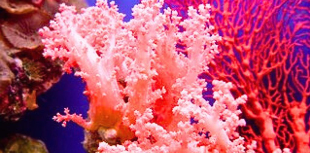 coral reefing