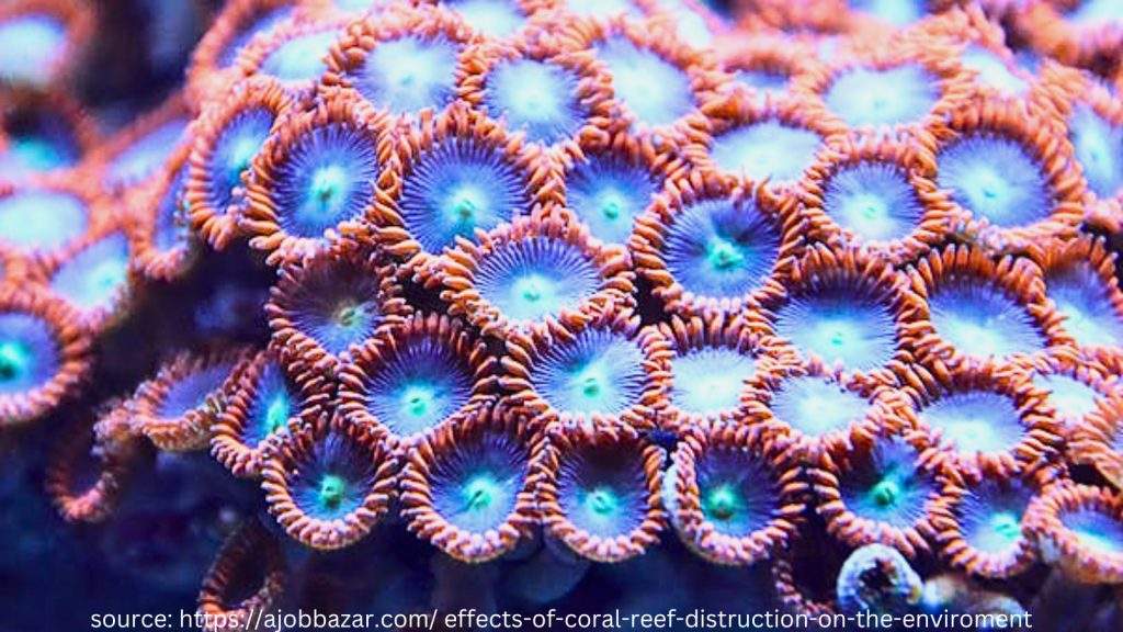 polyp coral