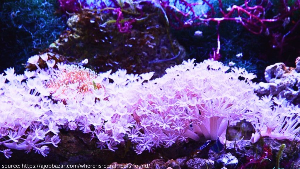 polyp coral