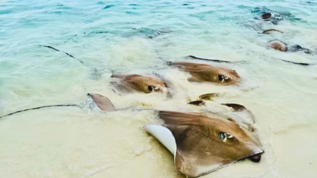 manta rays in water