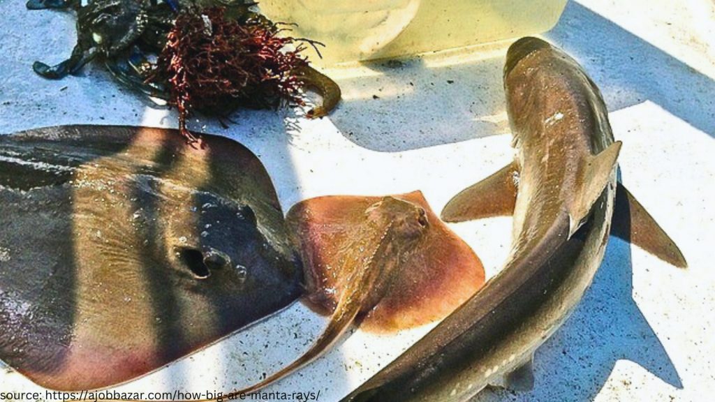 shark cramp fish and manta rays