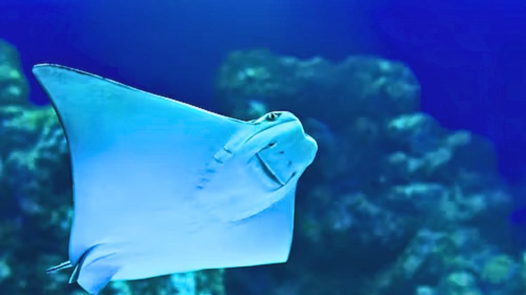 manta ray near coral reef