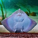 how big can manta rays get