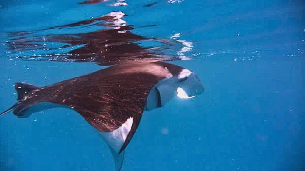 manta ray in underwater