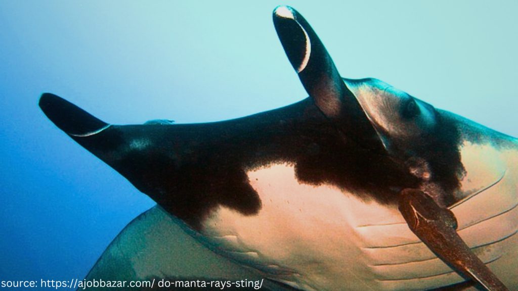 Manta ray under water