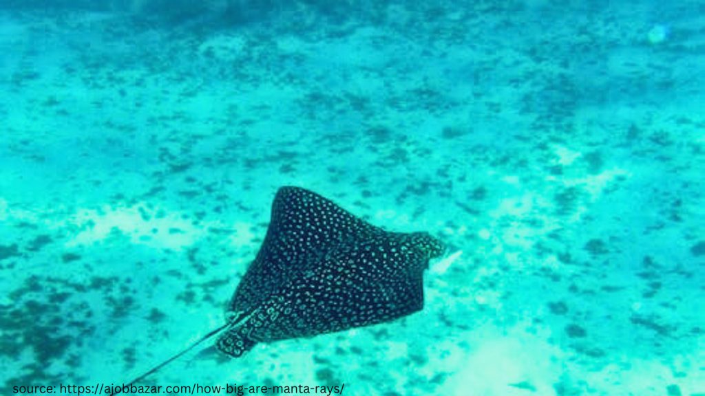 white spotted manta ray