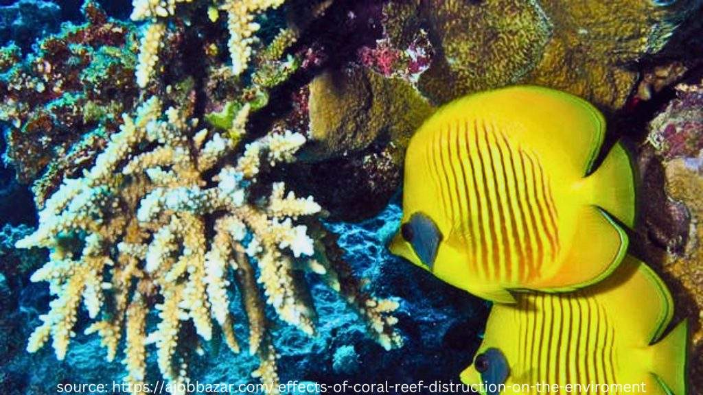 yellow fish and coral reef
