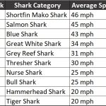 how fast can sharks swim