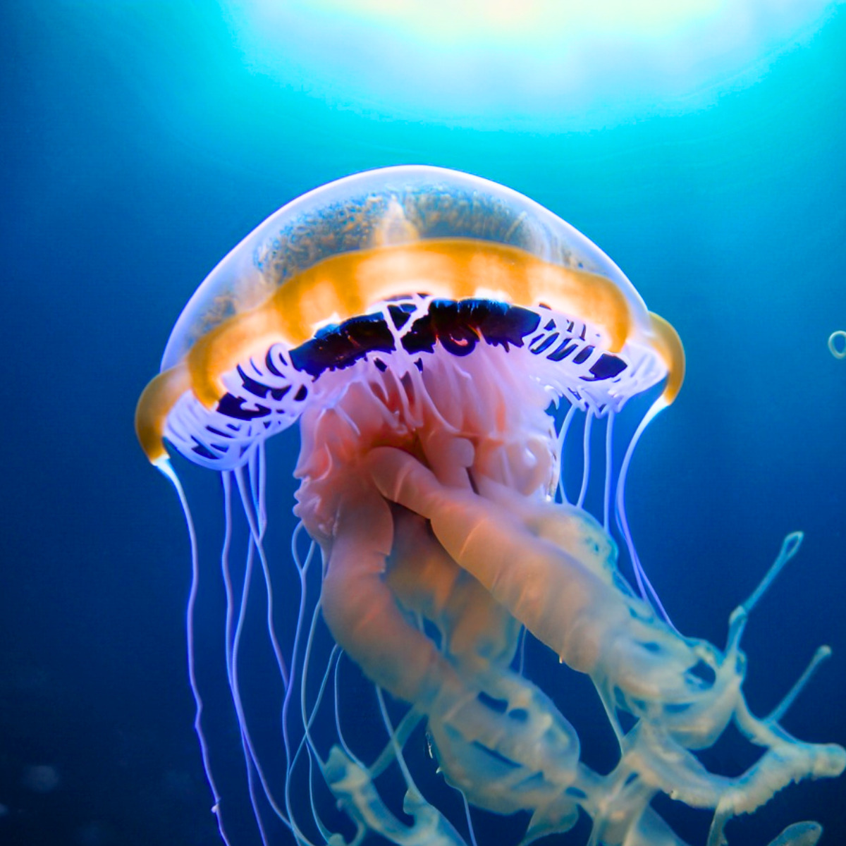 What does a jellyfish sting feel like