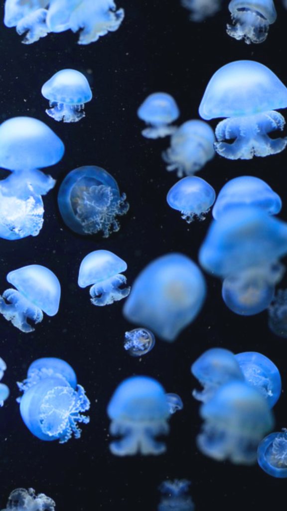 blue light jellyfish