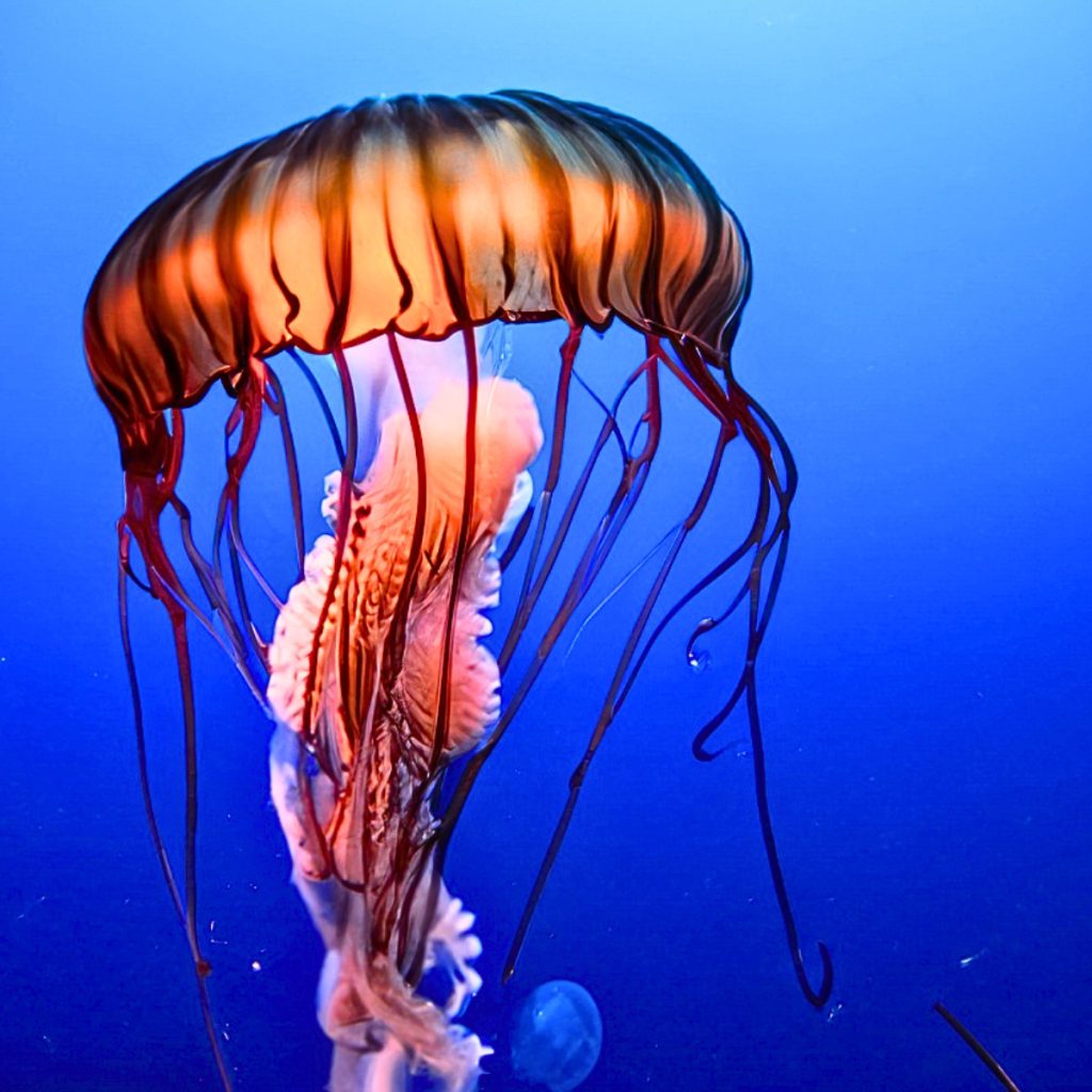 diving jellyfish
