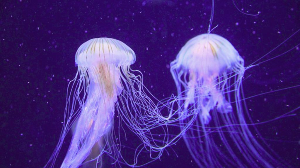jellyfish brain