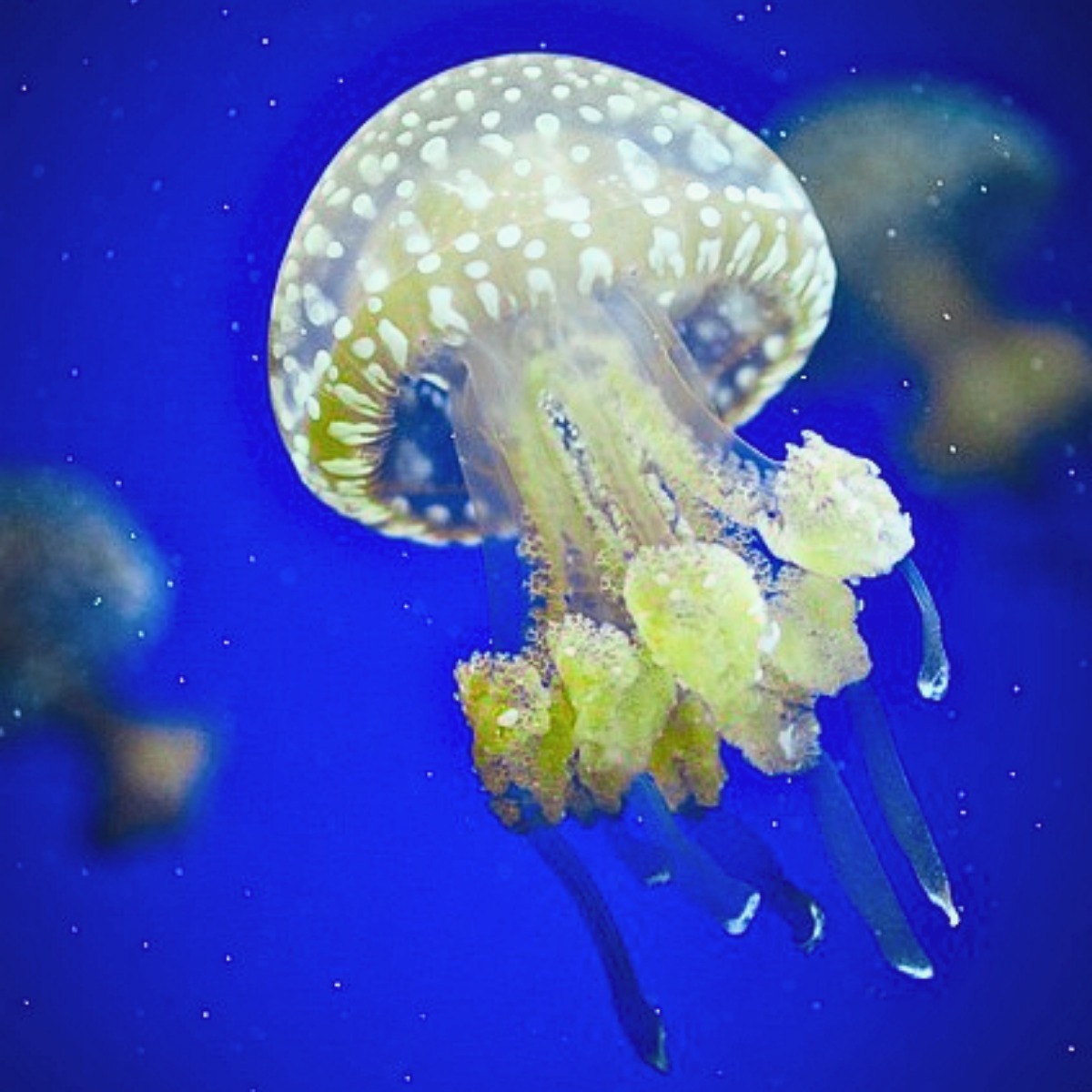 Does Jellyfish have eyes? 24 eyes of box jellyfish &10 Facts