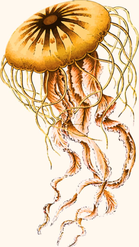 long jellyfish