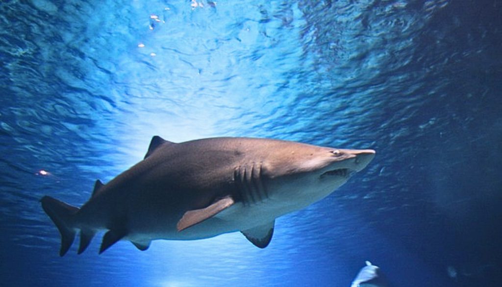 Shark Reproduction: How does sharks reproduce? Matting Status