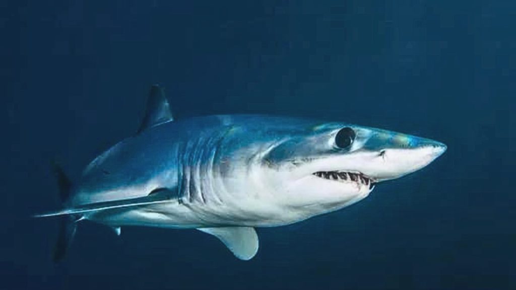 shortfin shark