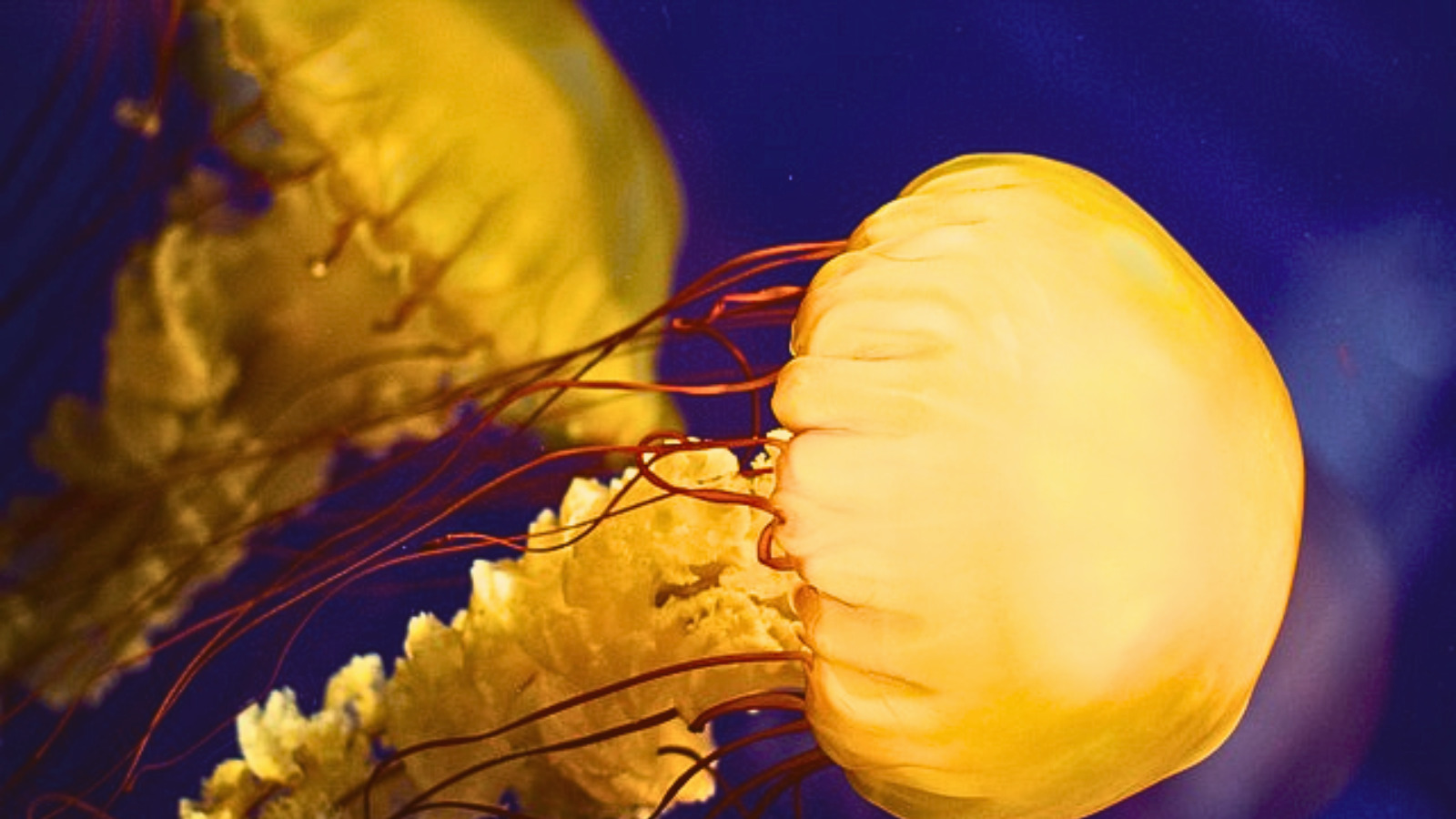 Does Jellyfish Have Brain, Heart, Bones & Eyes? Learning process