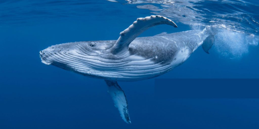  blue whale