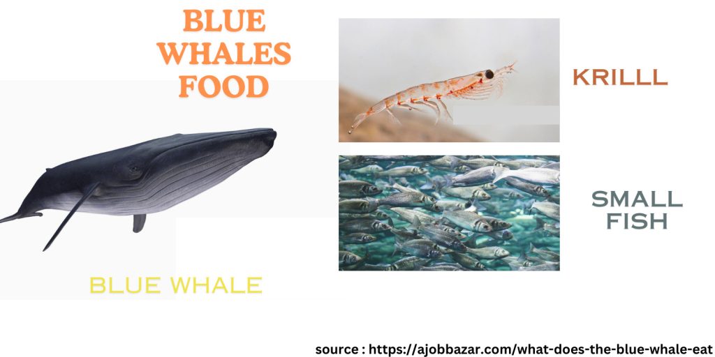 what does the blue whale eat