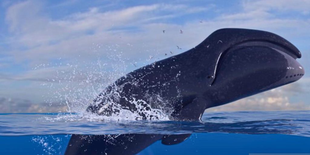 bowhead whales lifespan