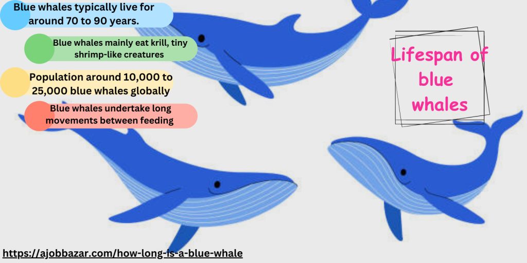 blue whale lifespan