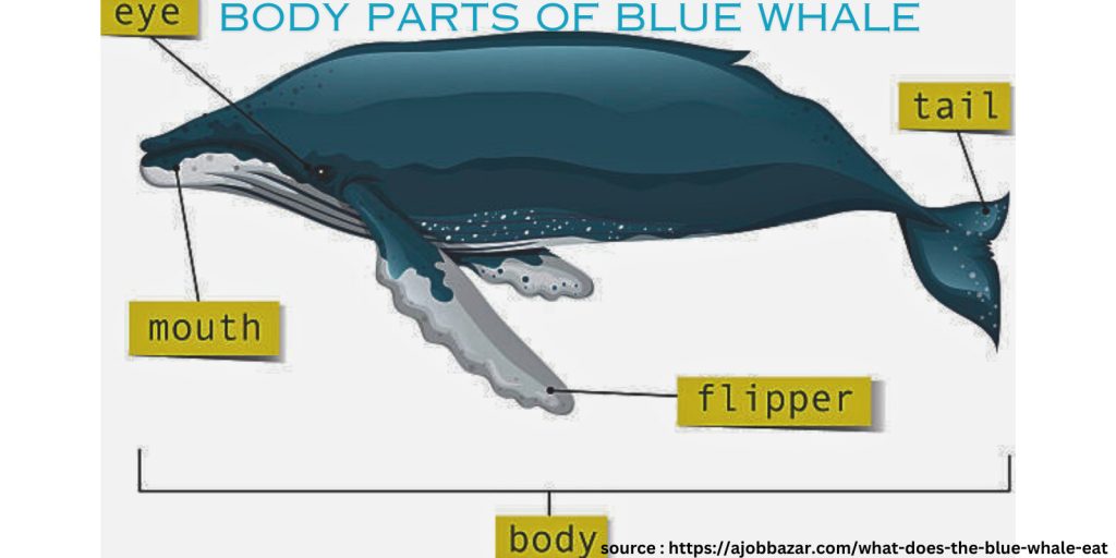 blue whale body parts