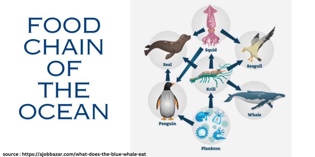 food chain of the ocean