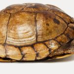 How long does a turtle live