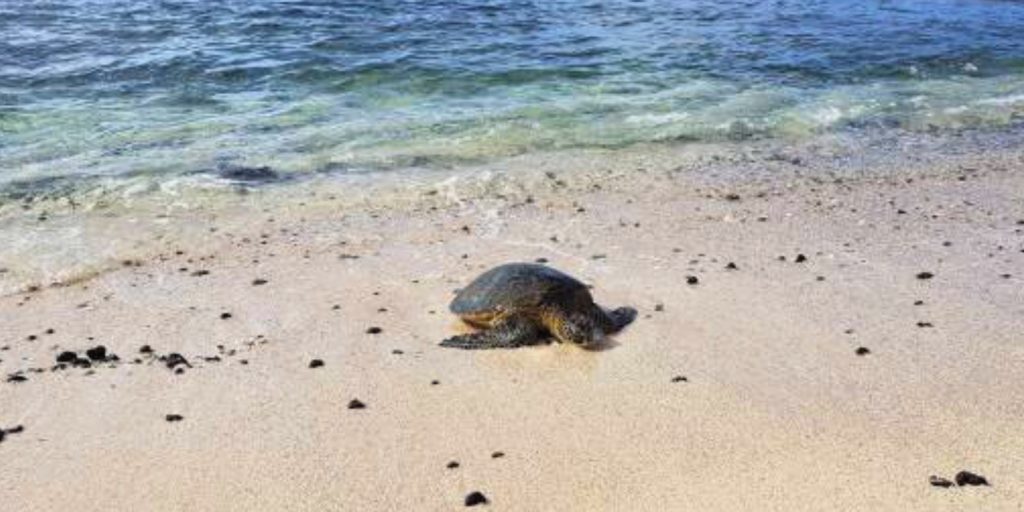 beach side turtles