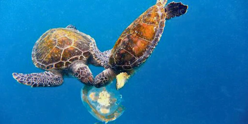 sea turtle eating jellyfish