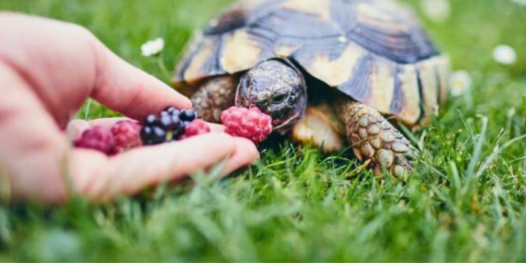 What does a turtle eat? Expert diet for pet, sea, wild & baby Turtle
