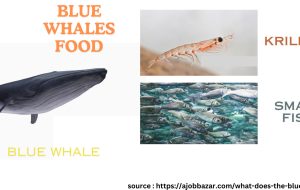 what does the blue whale eat