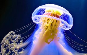 does jellyfish have eyes
